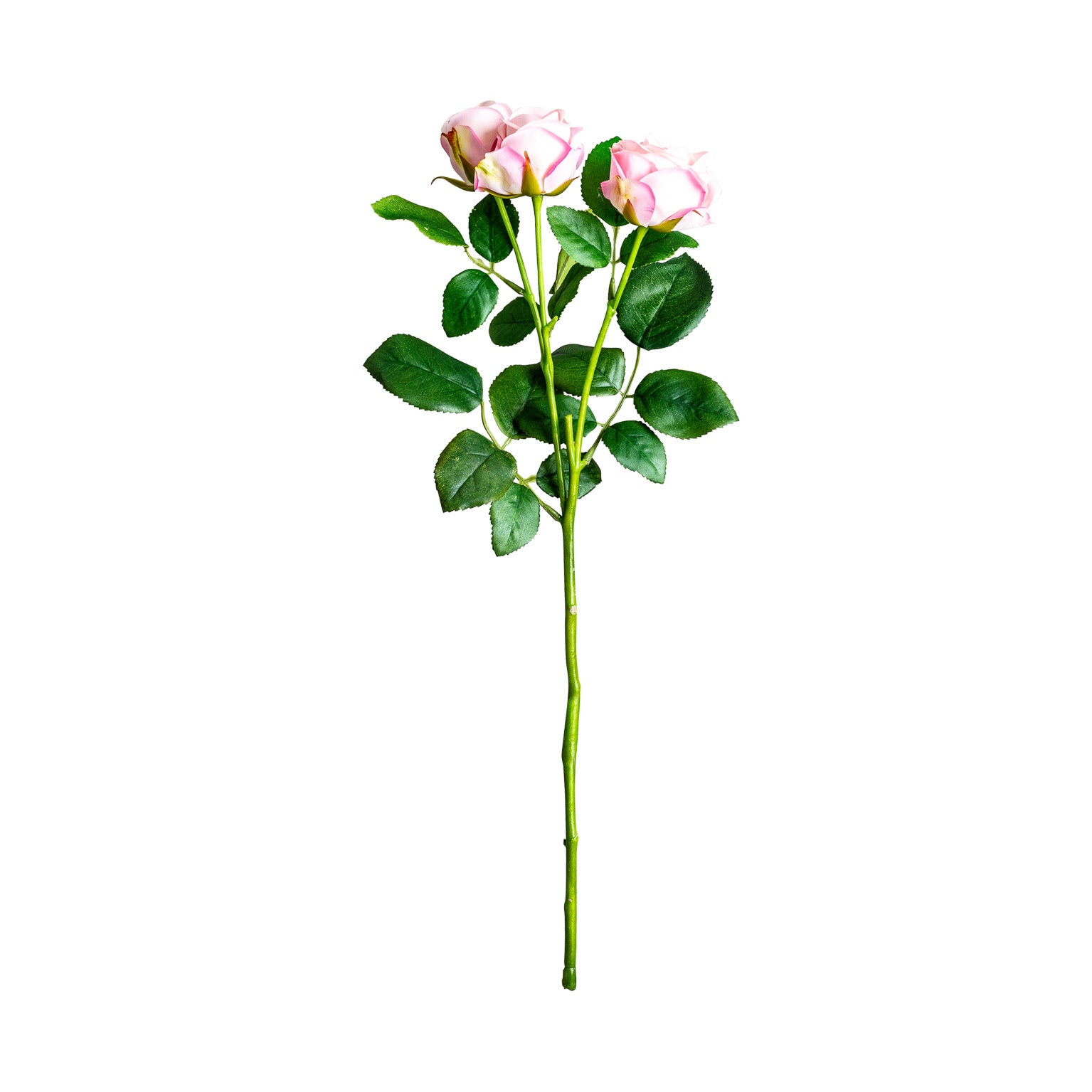 ROSAL PLANT
